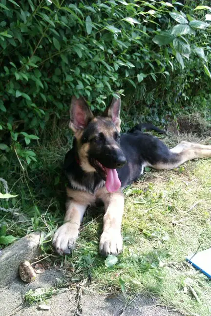 German Shepherd Puppy