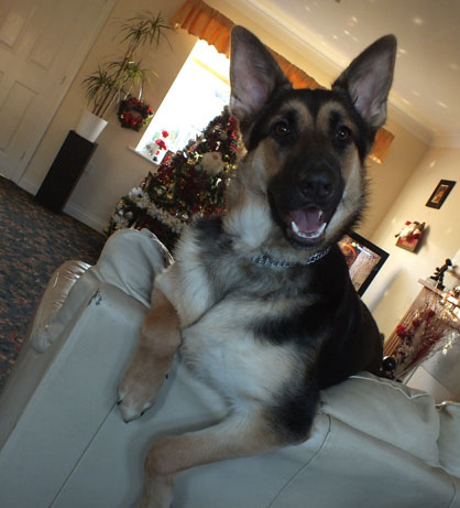 German Shepherd Dog