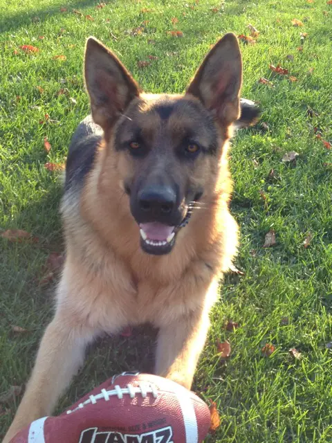 German Shepherd Smiling, Kaiser