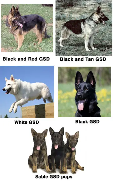 different types of german shepherd coats