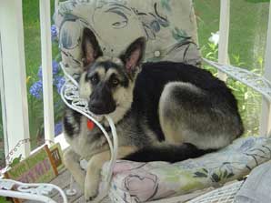 german shepherd second heat