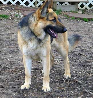 german shepherd dog wags its tail