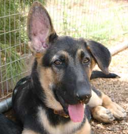 German Shepherd Ear Chart