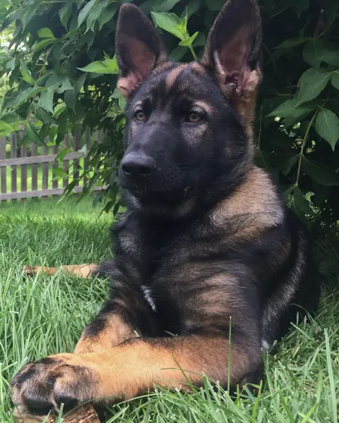 German Shepherd pup smiling