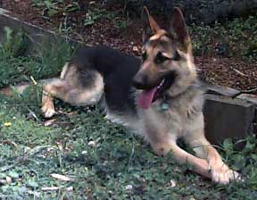 The Importance Of Gsd Socialization The Earlier The Better