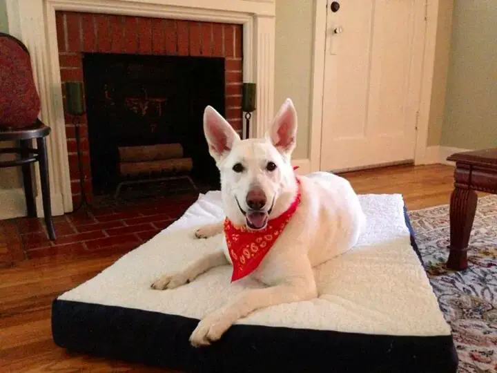 White German Shepherd Smiling, Ava