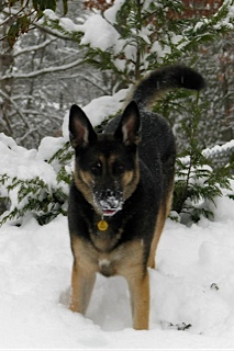 German Shepherd in Snow