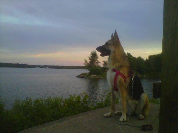 GSD Kaia at dusk