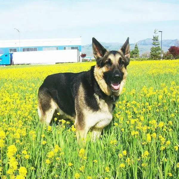 German Shepherd dog