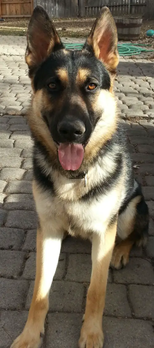 German Shepherd, Lincoln