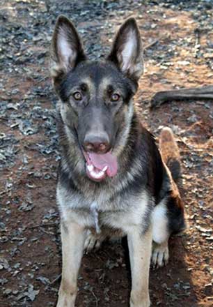 Liver German Shepherd