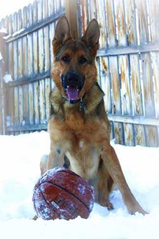 Sable German Shepherds: Agouti or Wolf Gray