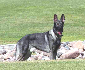 sable alsatian