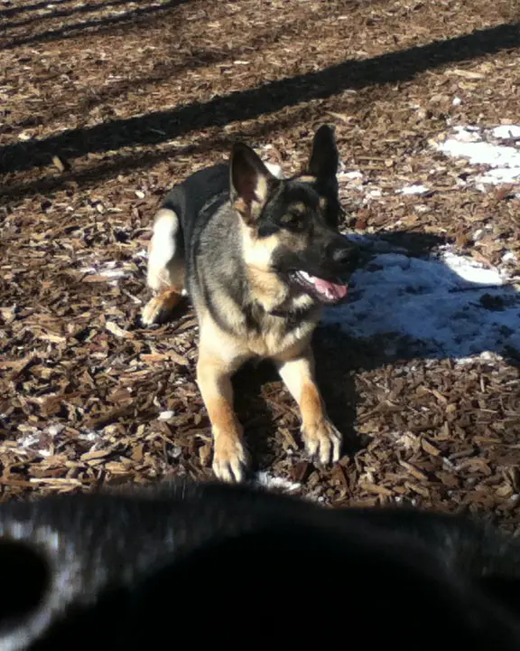 German Shepherd, Sergeant