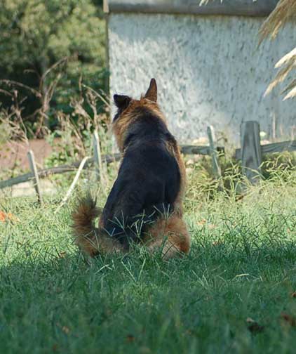 german shepherd potty training