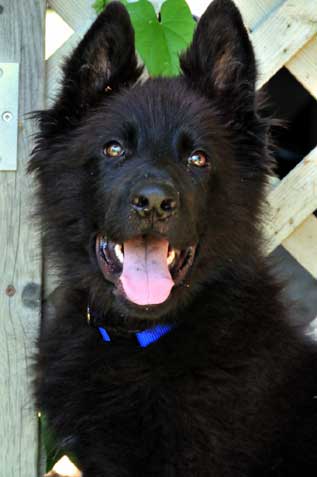 Female German Shepherd Growth Chart