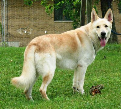 example of a beautiful white German Shepherd