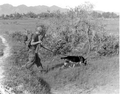 German Shepherd war dog in action