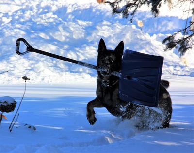 Ben loves to help shovel snow