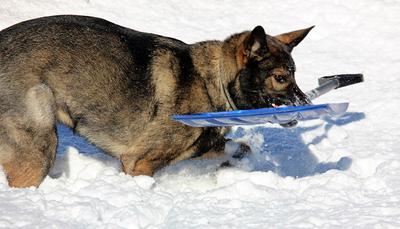 Ben loves to help shovel snow