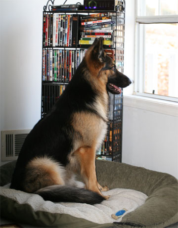 plush german shepherd