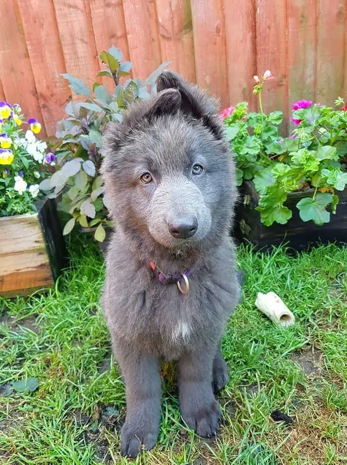 german shepherd puppies with blue eyes