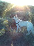 white German Shepherd Bolt in the sunshine