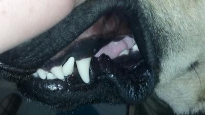 Brunos teeth