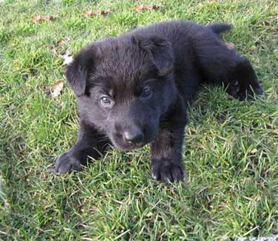 baby Hurley
