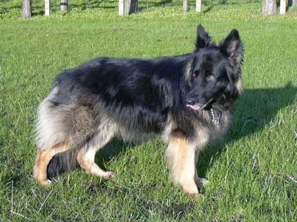 German shepherd sales bushy coat
