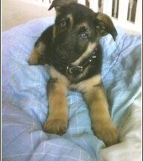 german shepherd whining in crate