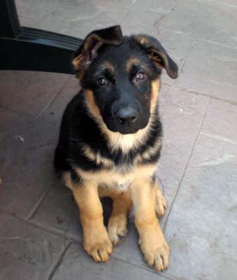 cute but psycho-my German Shepherd puppy jazmine