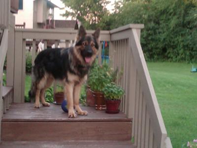 Diezel 14 month old Old Style GSD