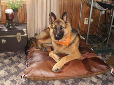 Dodge 12 months old German Shepherd