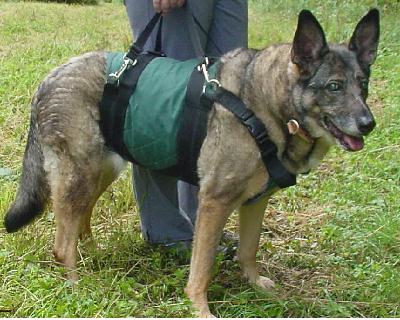 Maggie in the second Suit ever made by Animal Suspension Technology