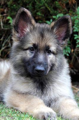 Ellie, Our New German Shepherd Puppy