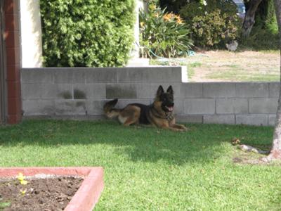 waiting by the fence - ready to leap into action