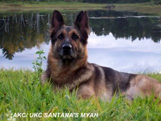 AKC SANTANA'S MYAH a1 OFA SAR