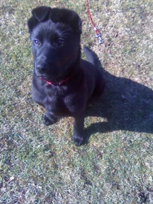 newfoundland and german shepherd mix