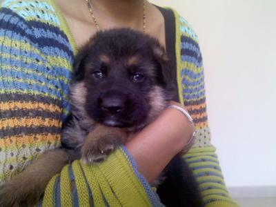 gsd 1 month puppy