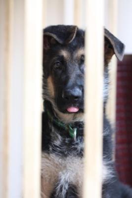 Crate training begins! It was tough to keep him crated when he looked at me so...