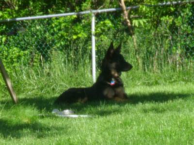 German Shepherd puppy Tao - a day at the park