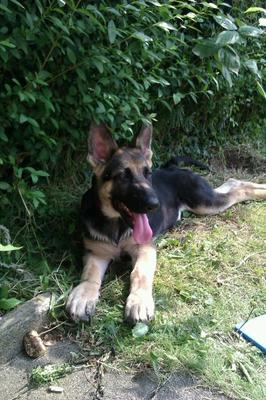 Titan Relaxing in the Yard