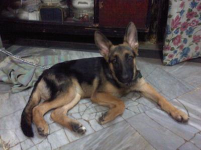My 3 month old GSD