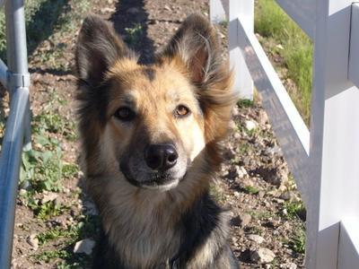 German Shepherd Collie Mix Abby