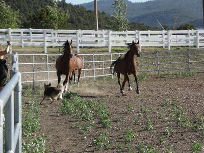 Herding the Horses...
