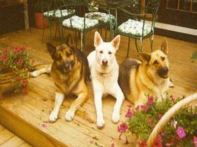 My Furkids, Baby Bear, Chip, and Segen.