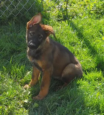 Günter the Sable German Shepherd Puppy