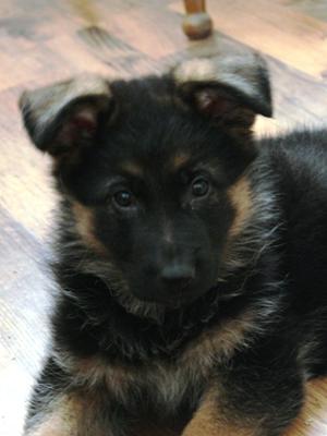 German Shepherd puppy, Dante