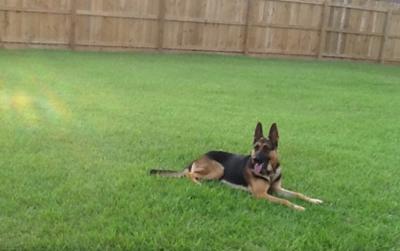 German Shepherd Jake relaxing out in the yard  ;)